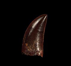 Deltadromeus tooth for sale | Buried Treasure Fossils