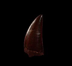 Deltadromeus tooth for sale | Buried Treasure Fossils