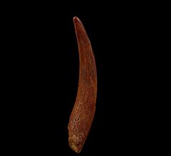 Real Coloborhynchus Pterosaur tooth for sale | Buried Treasure Fossils