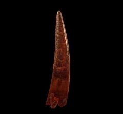 Real Coloborhynchus Pterosaur tooth for sale | Buried Treasure Fossils