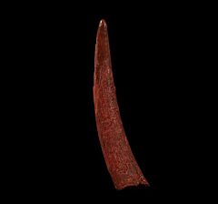 Real Coloborhynchus Pterosaur tooth for sale | Buried Treasure Fossils