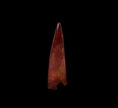 Real Cretaceous Pterosaur tooth for sale | Buried Treasure Fossils