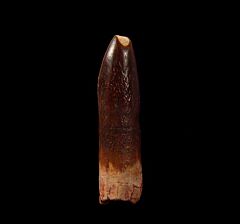 Extra large Rebbachisaurus tooth for sale | Buried Treasure Fossils