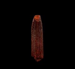 Rebbachisaurus garasbae tooth for sale | Buried Treasure Fossils