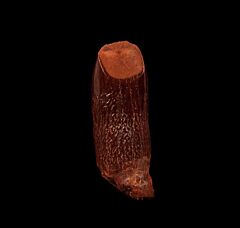 Big Kem Kem Rebbachisaurus tooth for sale | Buried Treasure Fossils