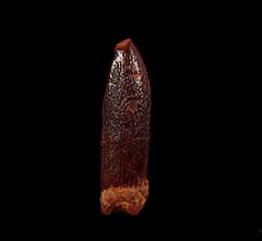 Kem Kem herbivore dinosaur tooth for sale | Buried Treasure Fossils