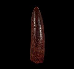 Big Rebbachisaurus garasbae tooth for sale | Buried Treasure Fossils