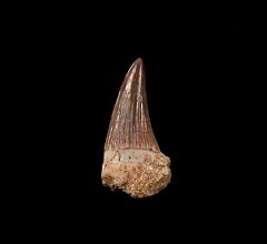 Large Platecarpus ptychodon tooth for sale | Buried Treasure Fossils