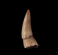 Platecarpus tooth tooth for sale | Buried Treasure Fossils