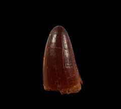 Large Elosuchus crocodile tooth - Morocco | Buried Treasure Fossils
