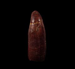 Rare Araripesuchus crocodile tooth | Buried Treasure Fossils