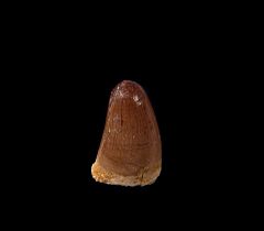 Large Moroccan Crocodile tooth | Buried Treasure Fossils
