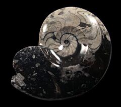 Extra large Moroccan ammonites for sale | Buried Treasure Fossils