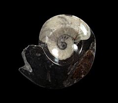Devonian Goniatites | Buried Treasure Fossils