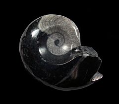 Devonian Goniatites | Buried Treasure Fossils