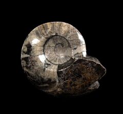 Goniatites, an early Ammonite relative
