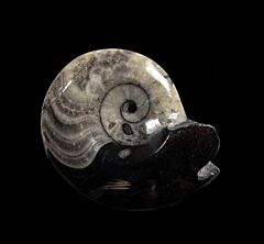 Goniatites, an early Ammonite relative