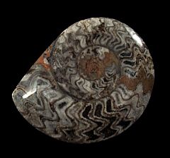 Large Moroccan Goniatite | Buried Treasure Fossils
