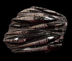 Moroccan Orthoceras fossil plate | Buried Treasure Fossils