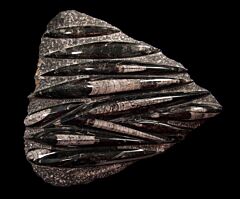Moroccan Orthoceras | Buried Treasure Fossils