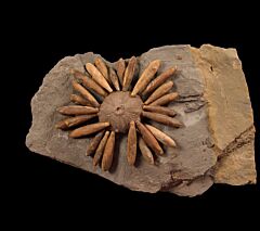 Gymnocidaris koechlini club echinoid for sale | Buried Treasure Fossils