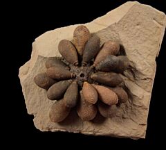 Asterocidaris meandrinai club echinoid for sale | Buried Treasure Fossils