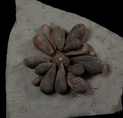 Fimacidaris precincta club echinoid for sale | Buried Treasure Fossils