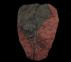 Moroccan crinoid | Buried Treasure Fossils
