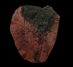 Large crinoid for sale | Buried Treasure Fossils