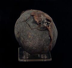 Scyphocrinites crinoid holdfast for sale | Buried Treasure Fossils