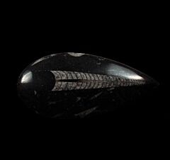 Orthoceras sp.