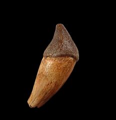 Rare ancestral whale jaw section for sale | Buried Treasure Fossils