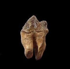 Rare Protocetid whale tooth for sale | Buried Treasure Fossils