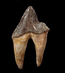 Rare Protocetid whale molar for sale | Buried Treasure Fos