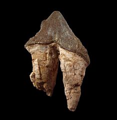 Rare Basilosaurus ancestor tooth for sale | Buried Treasure Fossils