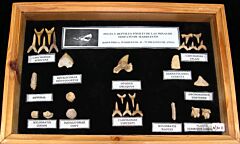 Moroccan Marine Fossil Collection with Frame | Buried Treasure Fossils