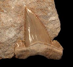 Big Paleocarcharodon shark tooth for sale | Buried Treasure Fossils