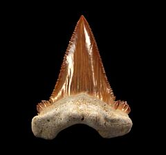 Big Paleocarcharodon shark tooth for sale | Buried Treasure Fossils