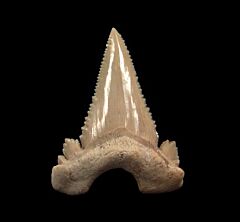 Extra large Paleocarcharodon tooth for sale | Buried Treasure Fossils