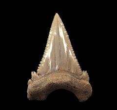 Quality large Paleocarcharodon shark tooth for sale | Buried Treasure Fossils