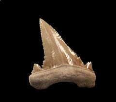 Moroccan Palaeocarcharodon tooth for sale | Buried Treasure Fossils 