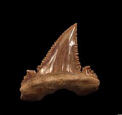 Purple Palaeocarcharodon tooth for sale | Buried Treasure Fossils