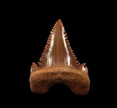 Real Paleocarcharodon tooth for sale | Buried Treasure Fossils