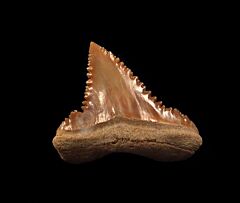 Cheap Palaeocarcharodon orientalis tooth for sale | Buried Treasure Fossils 
