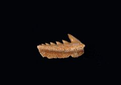 Weltonia ancistrodon