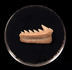 Heptranchias tooth | Buried Treasure Fossils