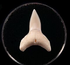 Carcharhinus leucas shark tooth | Buried Treasure Fossils