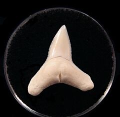 Extant Carcharhinus leucas shark tooth for sale | Buried Treasure Fossils
