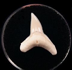 Cheap Modern Bull shark tooth for sale | Buried Treasure Fossils