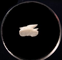 Modern Shark Teeth for sale | Buried Treasure Fossils